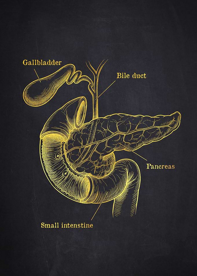 Anatomical Pancreas Illustration
