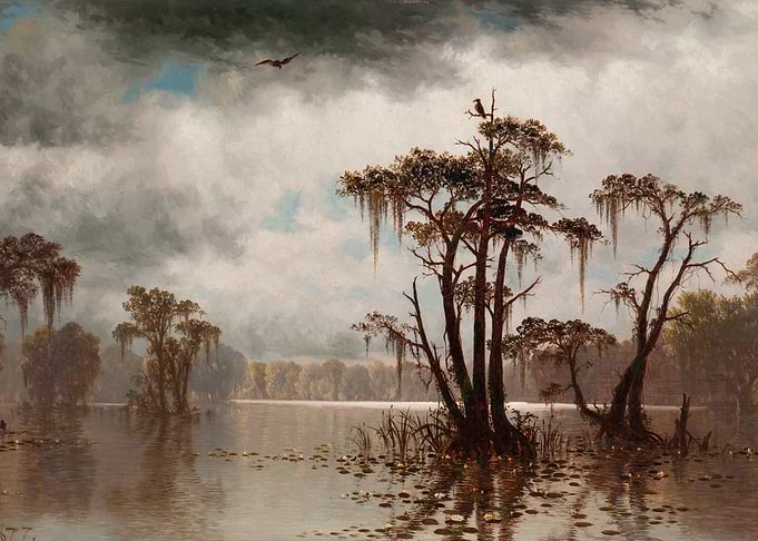 Misty Swamp Landscape with Birds