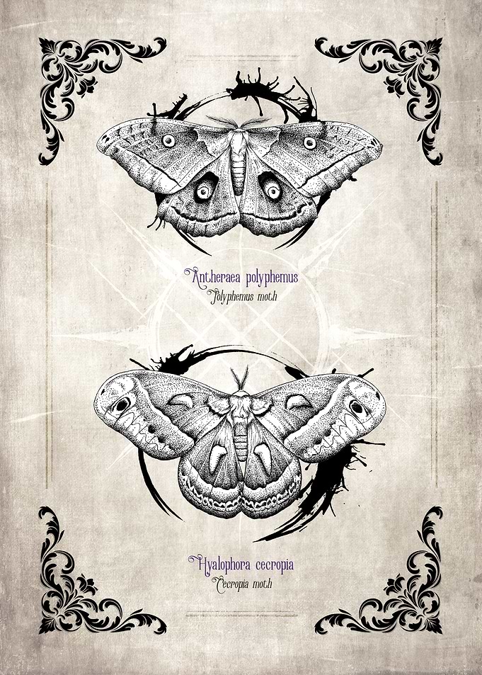 Vintage Moth Illustrations