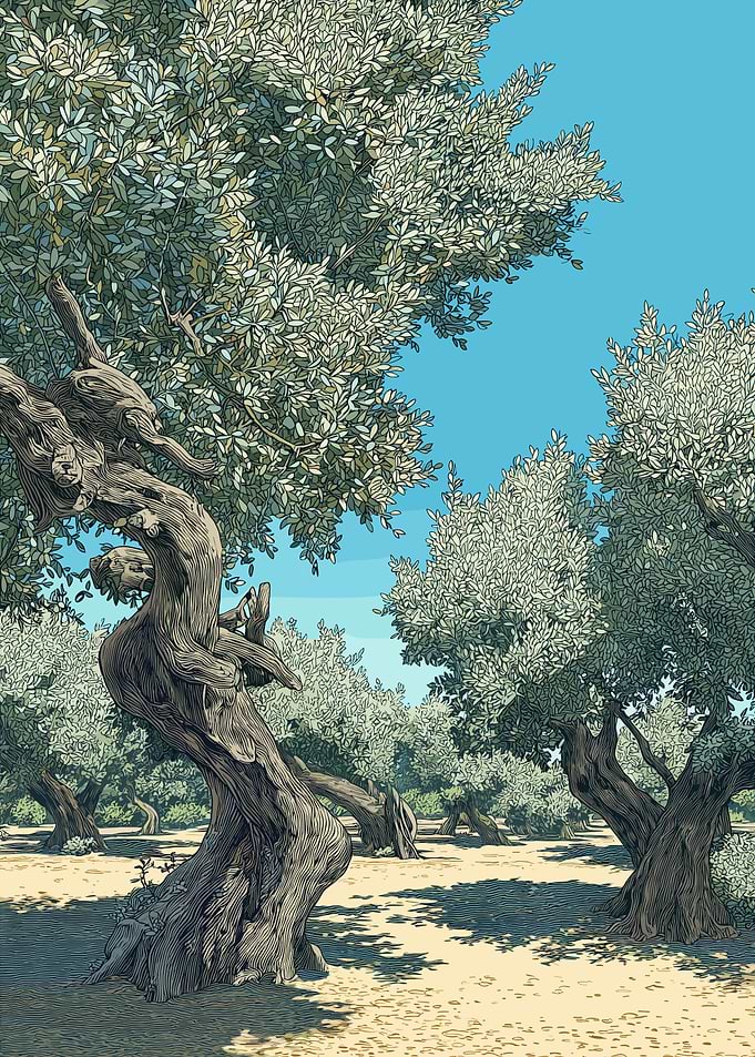 Ancient Olive Grove Under Blue Sky
