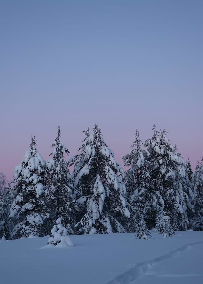 Snow Covered Arctic Forest at Twilight
