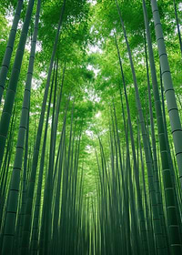 Bamboo Forest Path