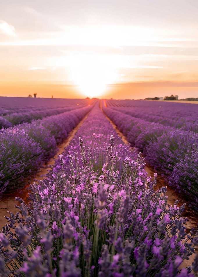 Lavender Field at Sunset