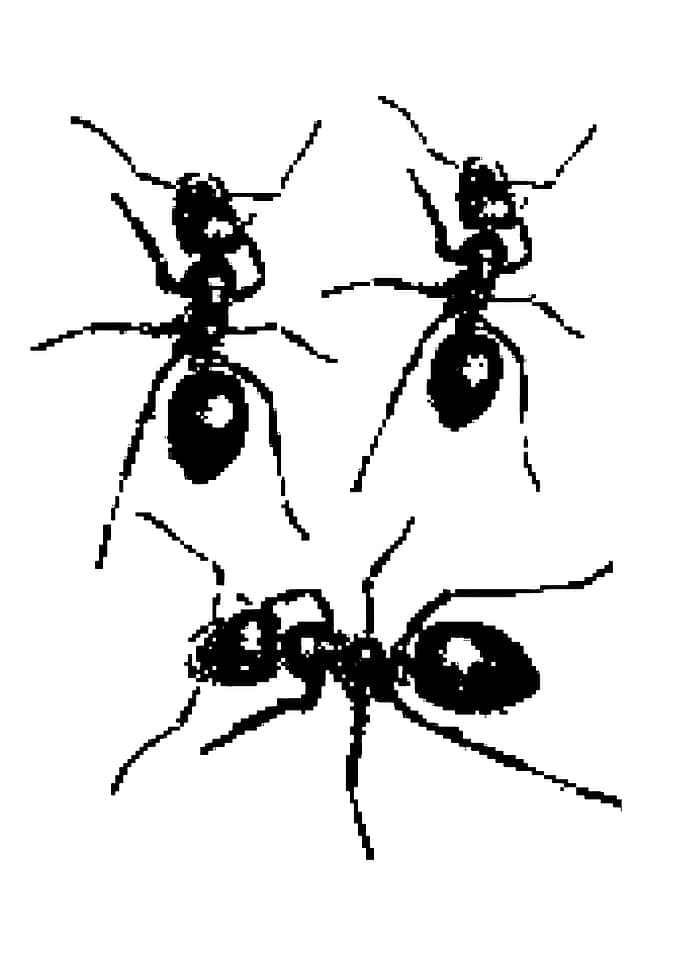 Three Ants Illustration