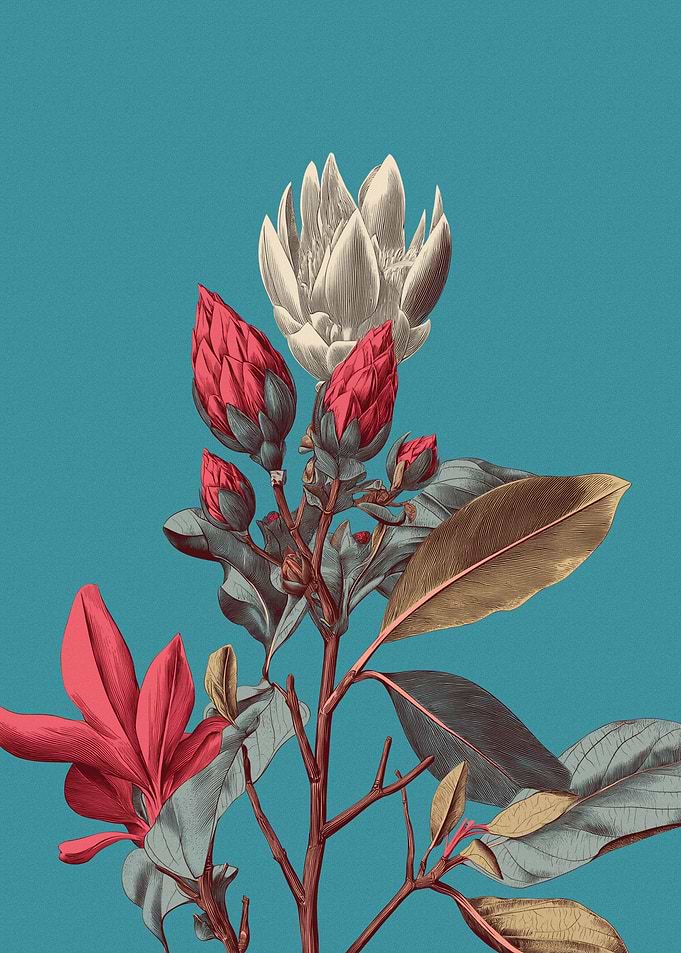 Vintage Botanical Illustration of Protea Flowers
