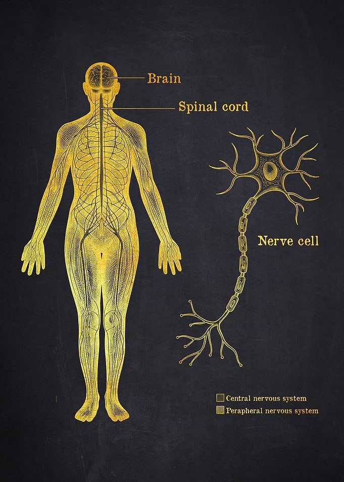 Human Nervous System