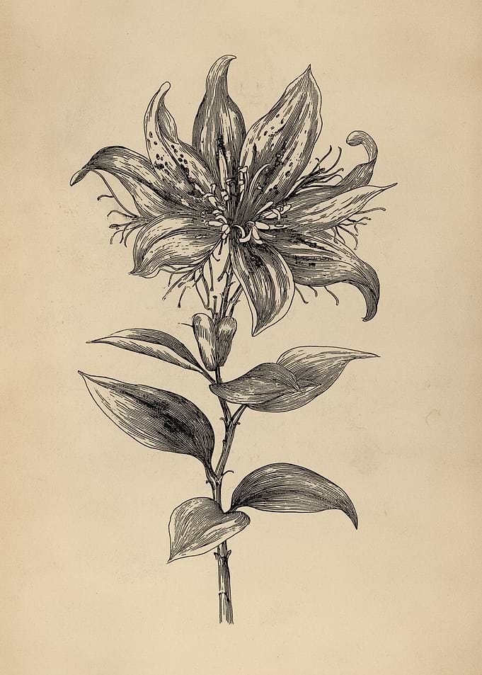 Detailed Lily Flower Illustration