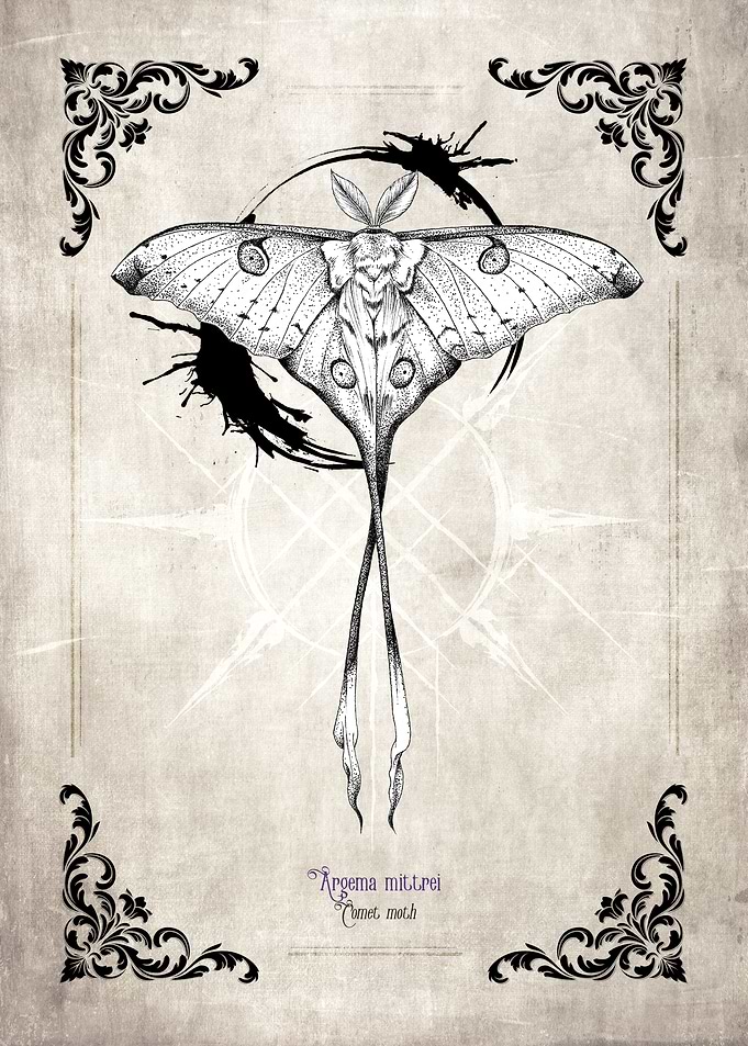 Argema Mittrei Moth Illustration