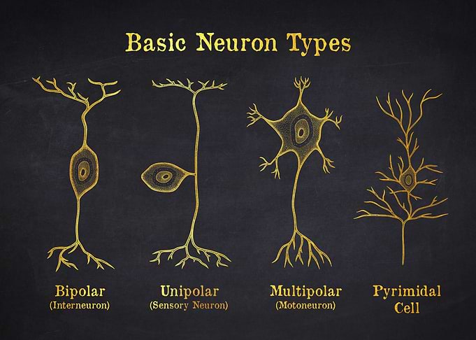 Basic Neuron Types Illustration