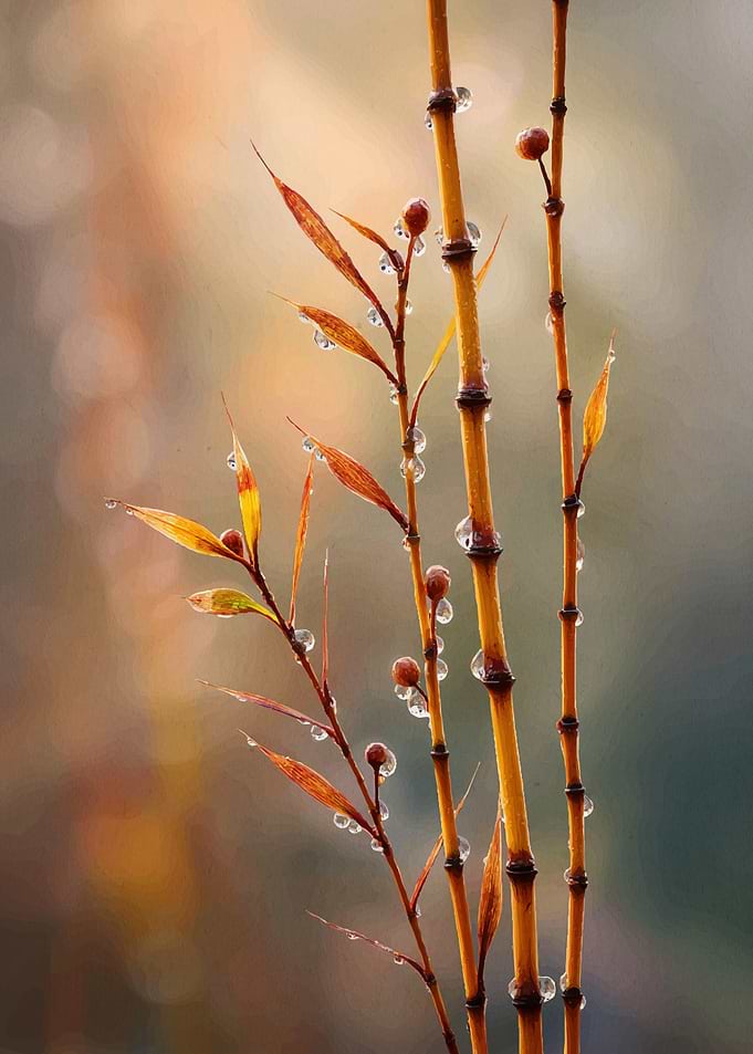 Dewdrops on Bamboo Stems