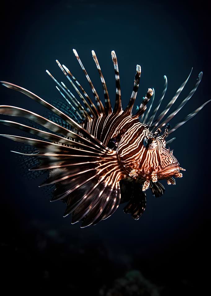 Lionfish swimming in dark water
