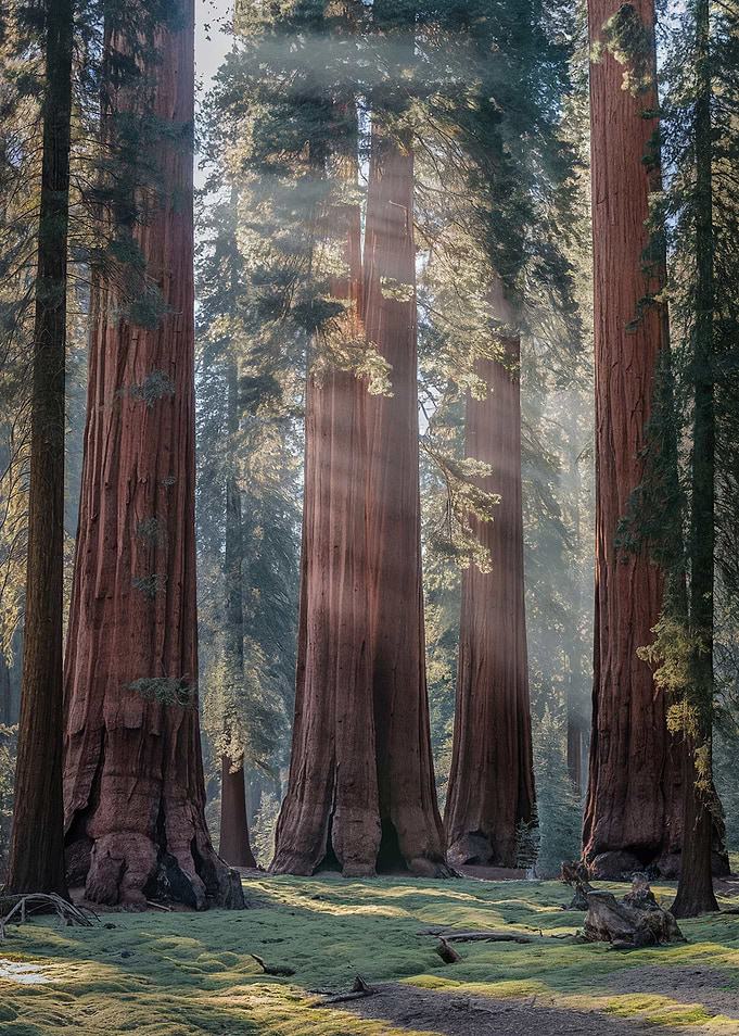 Sequoia trees