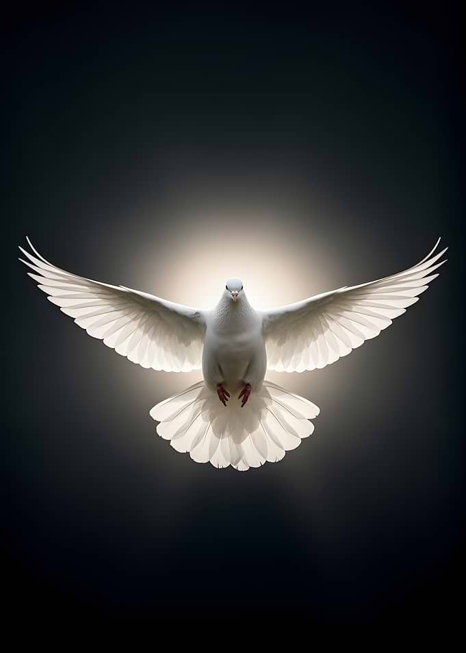White Dove in Flight