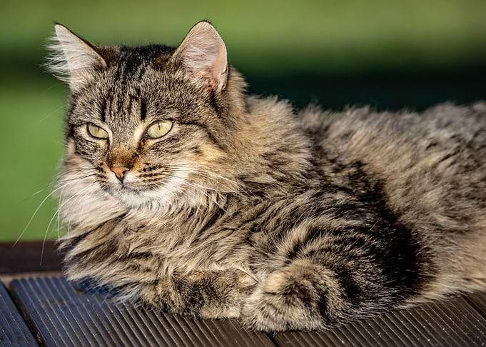 Long-haired tabby cat resting