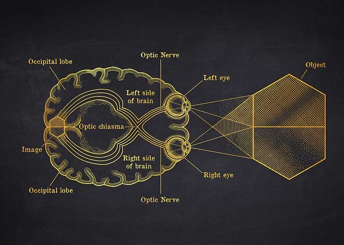 Diagram of the Human Visual System