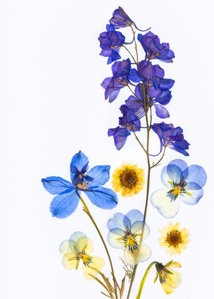 Pressed Flowers Arrangement