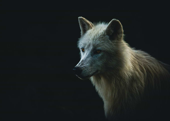 white wolf
