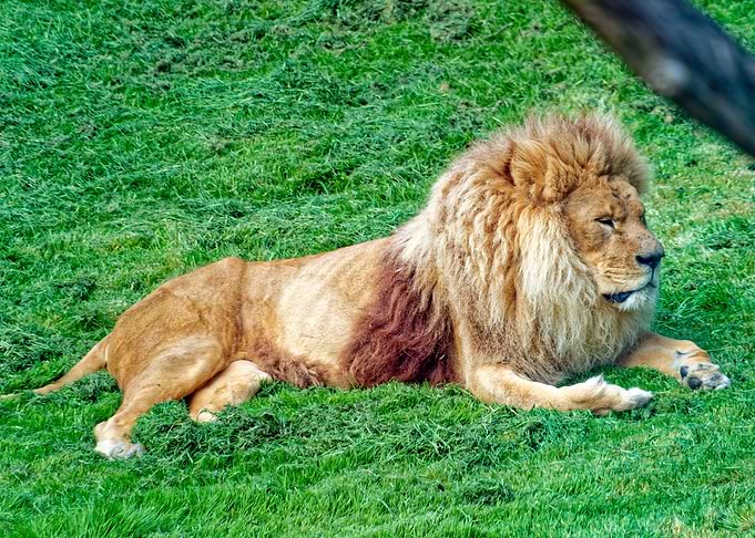 Majestic Lion Resting on Green Grass