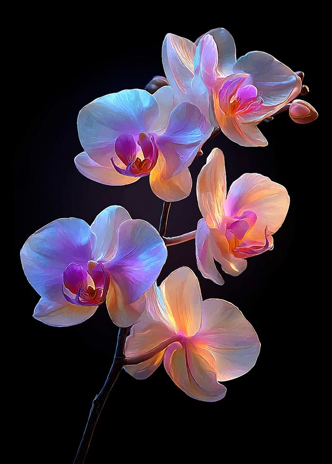 Luminous Orchid Blossoms
