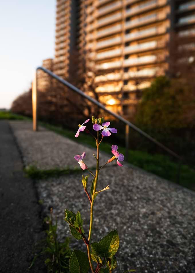 Flower in front of building