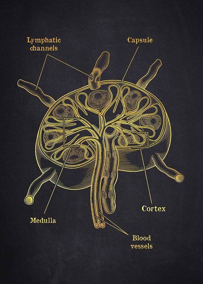 Lymph Node Anatomy Diagram