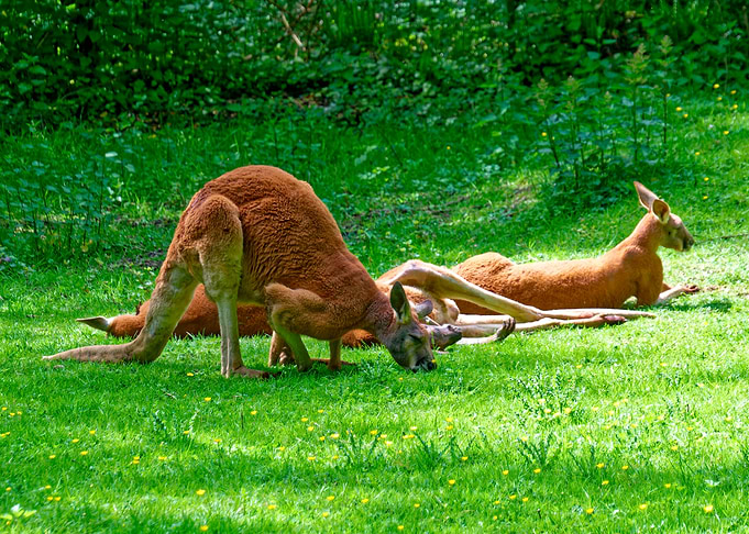 Kangaroos resting in a grassy field