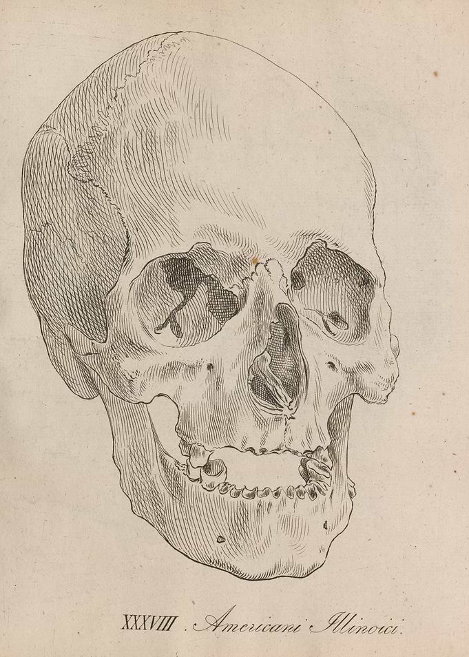 Anatomical Illustration of a Skull