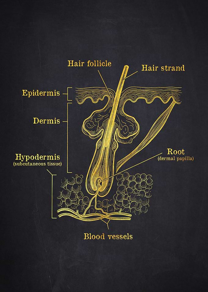 Anatomy of a Hair Follicle
