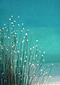 Abstract Reeds Against Teal Background