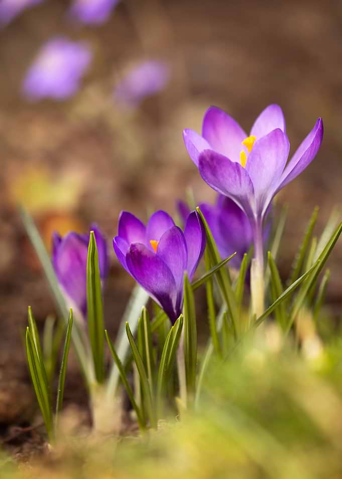 Purple Crocus Flowers in Bloom