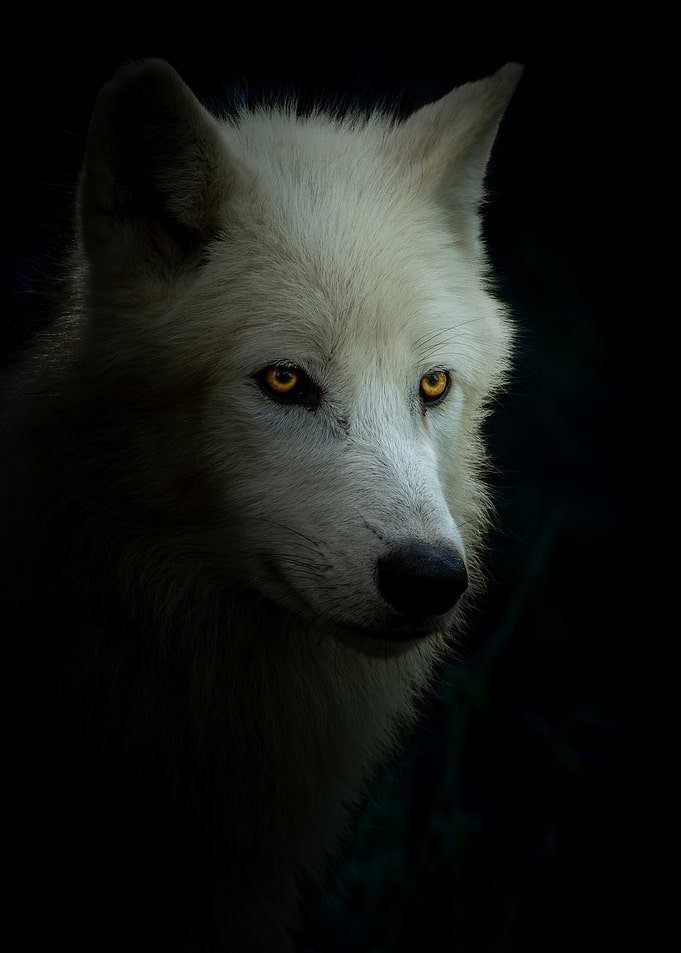 Close-up of a white wolf's face