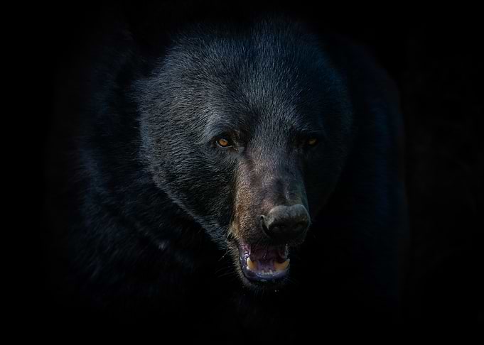 Close-up of a Black Bear