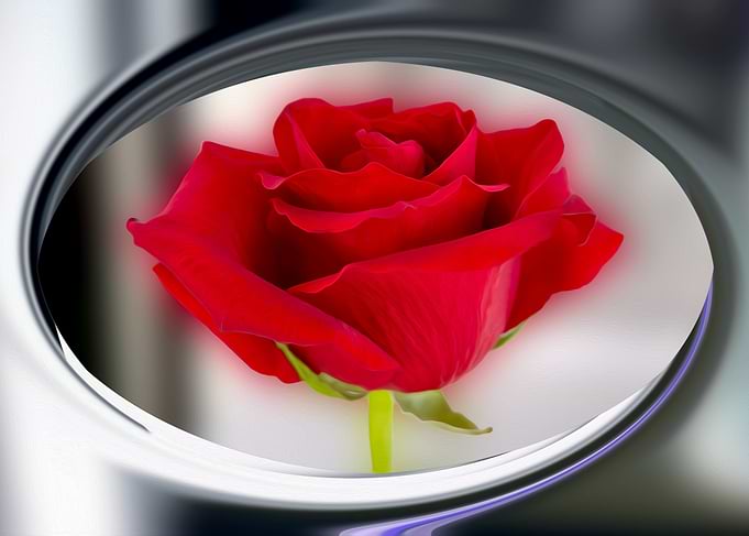 Bright red rose in medalion