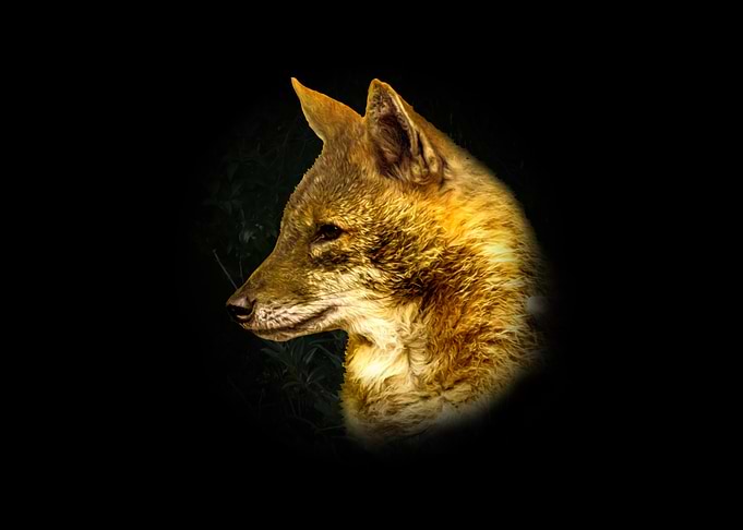 Golden Jackal Profile Portrait