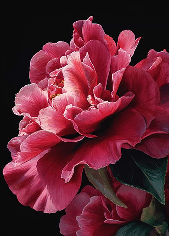 Vibrant Pink Camellia Flower