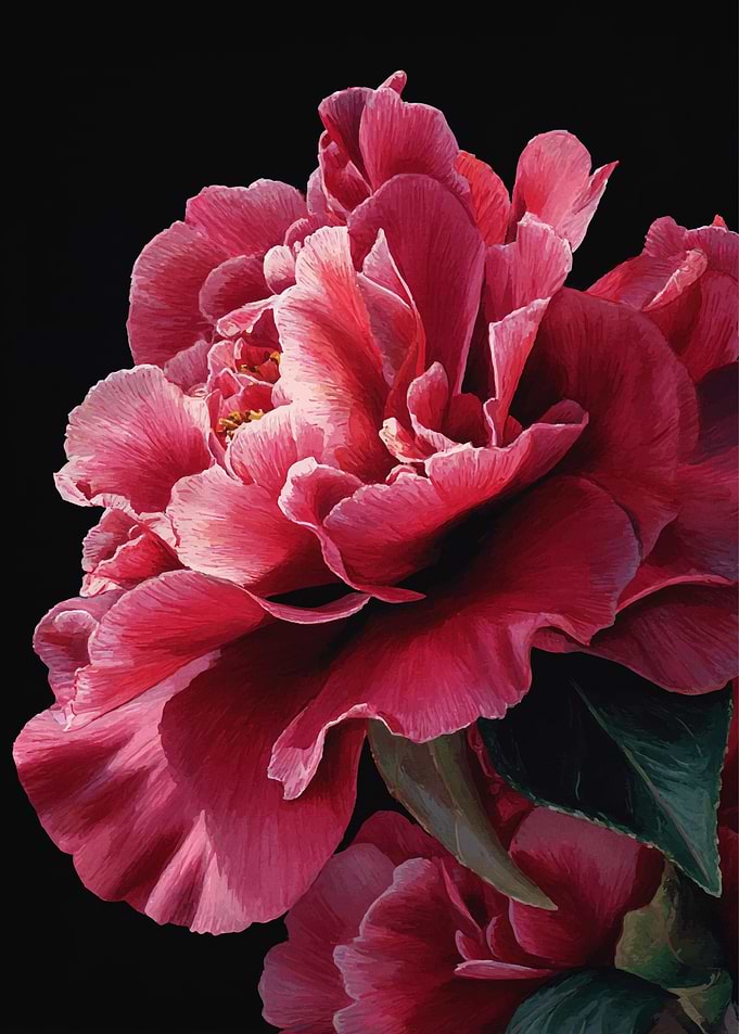 Vibrant Pink Camellia Flower