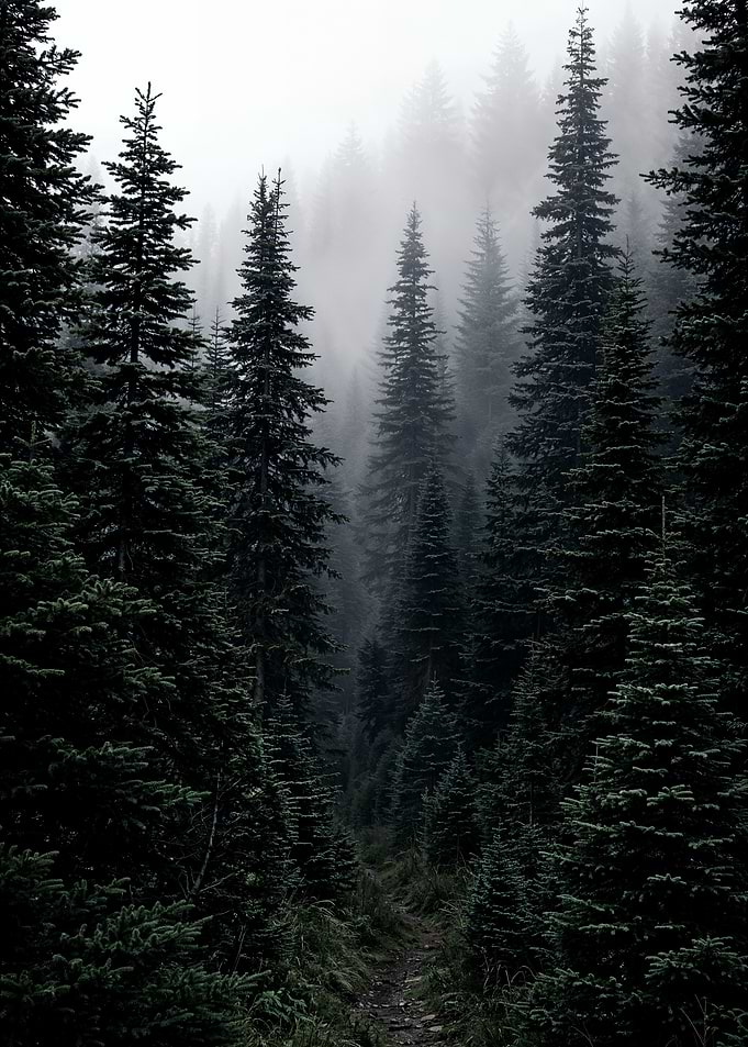 Misty Forest Path