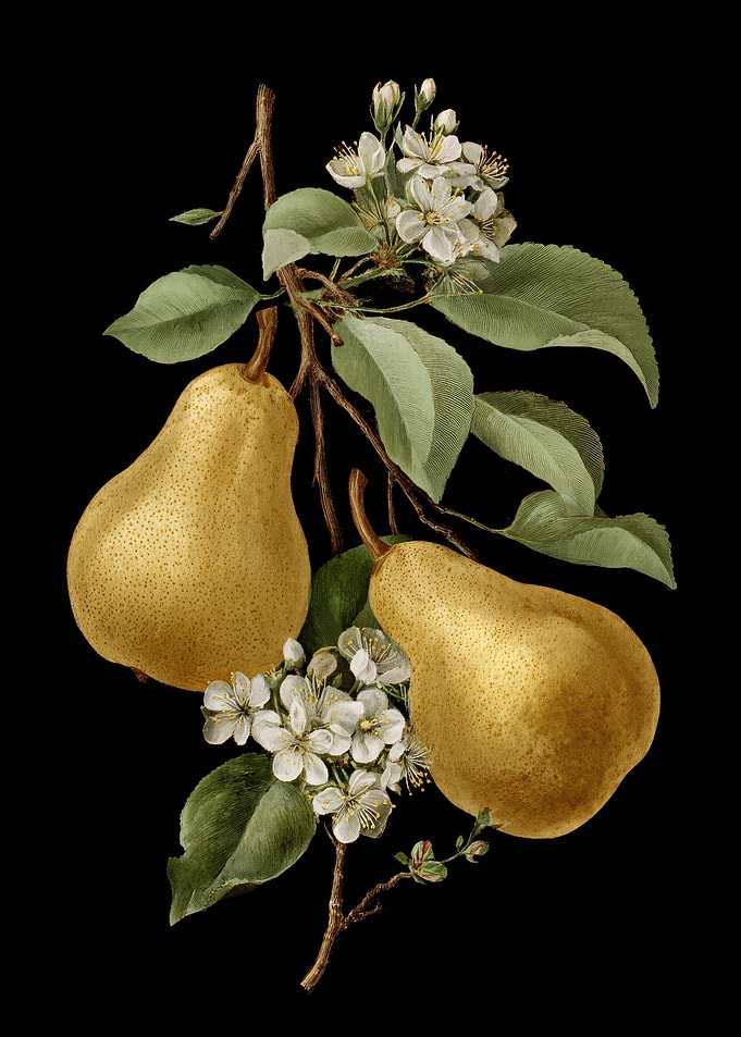 Pear Branch with Blossoms