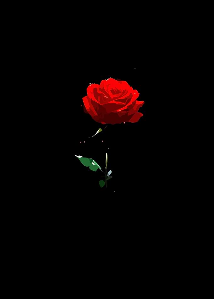 Red Rose on Black Background