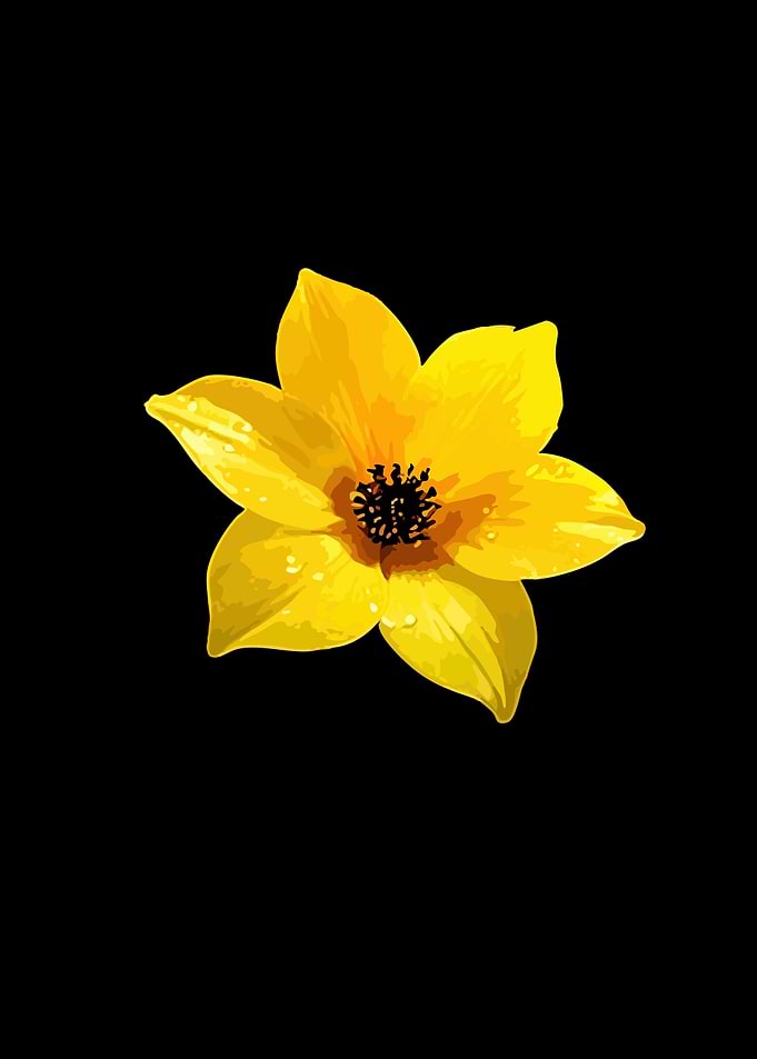 Yellow flower with water droplets