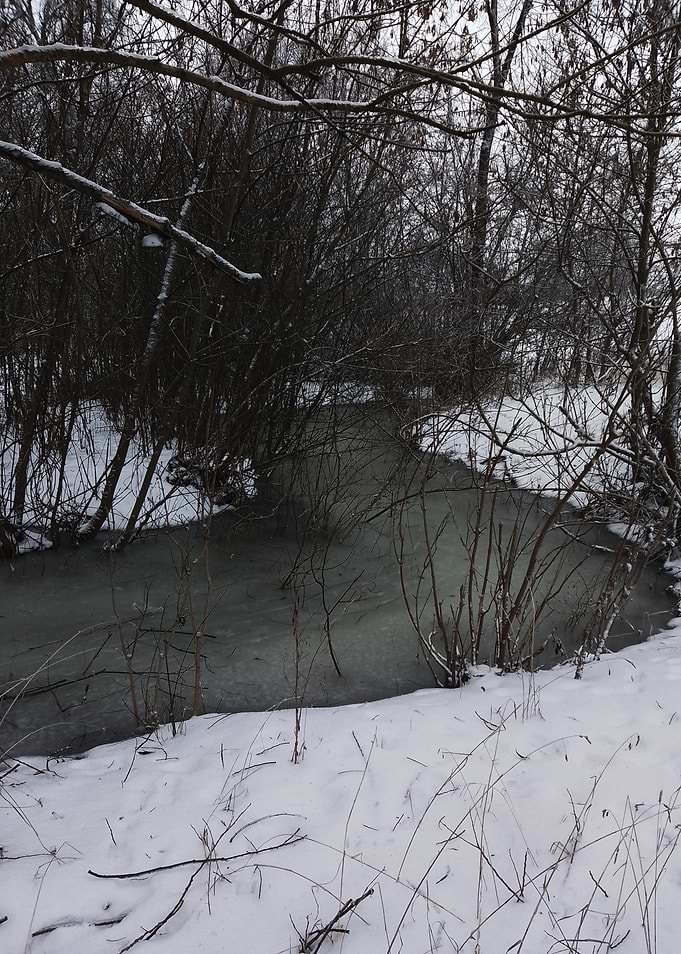 Frozen stream in a winter forest