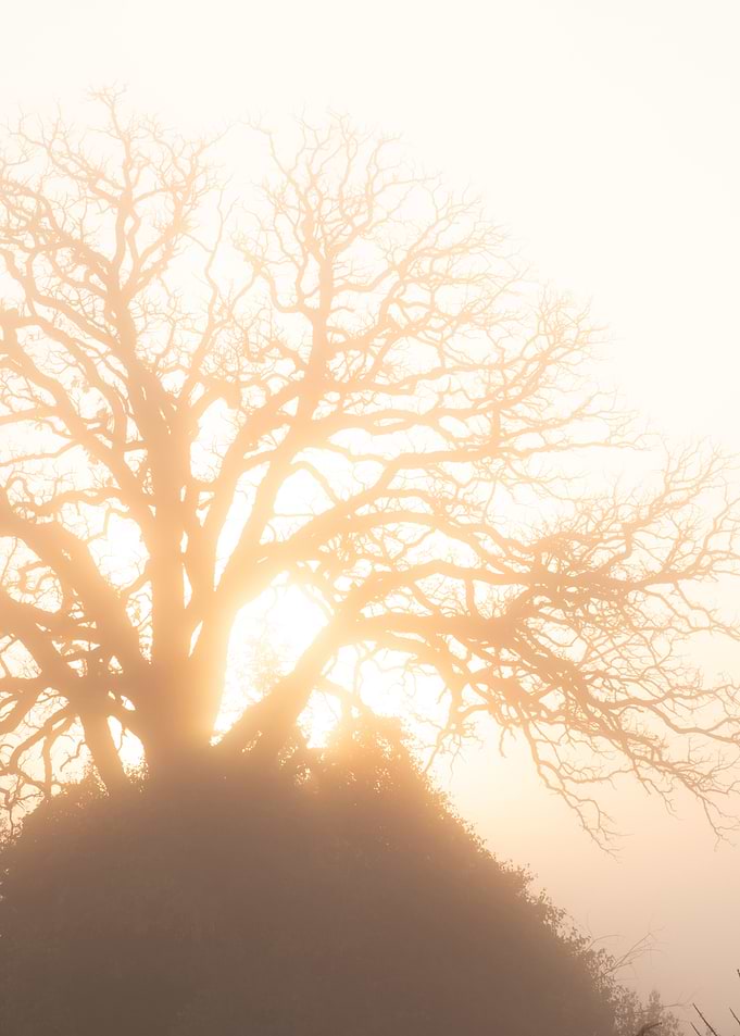 Ethereal Sunrise Through Winter Branches