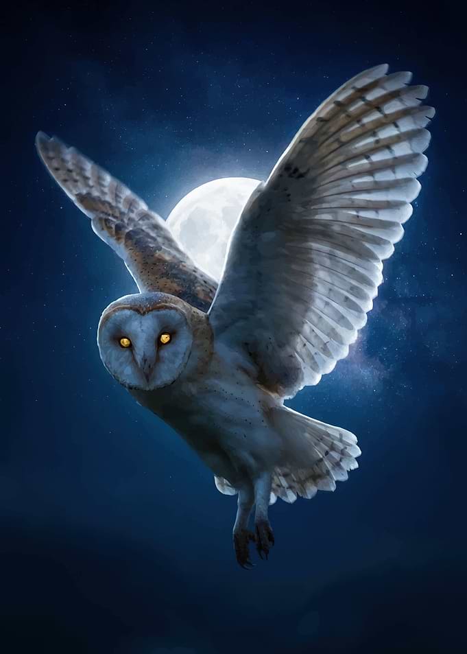 Barn Owl Flying in Moonlight