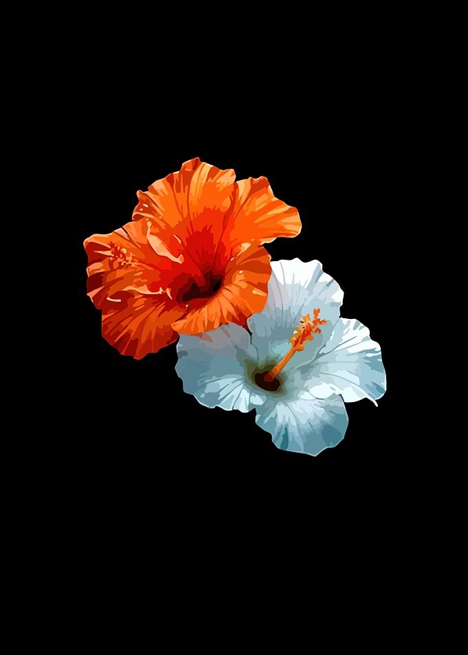 Two Hibiscus Flowers