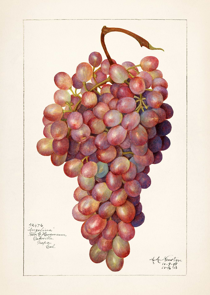 Vintage Painting of Angelina Grapes