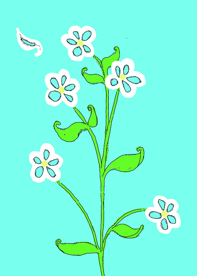 Daisy Plant With Five Flowers