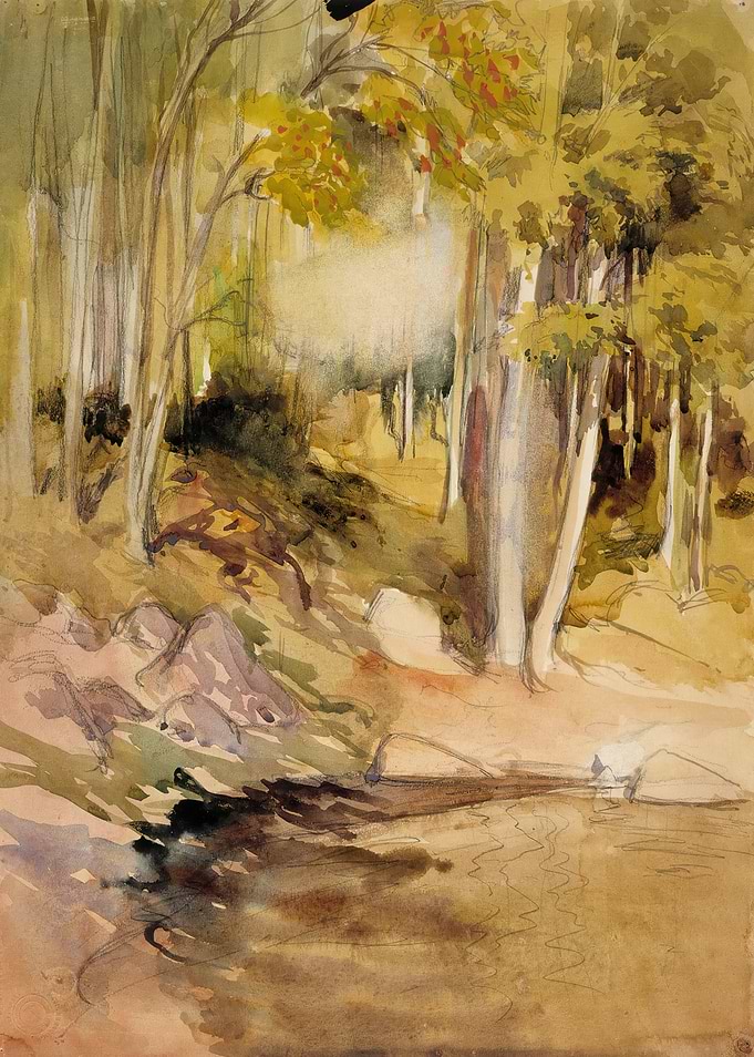 Forest Stream with Sunlight