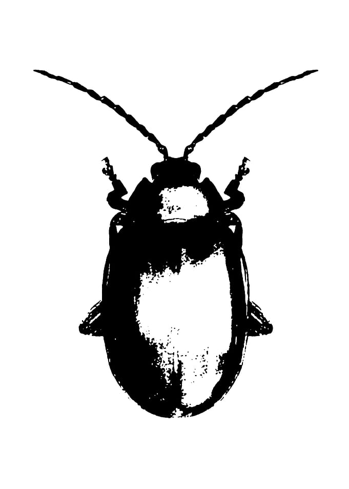 Black Beetle Illustration