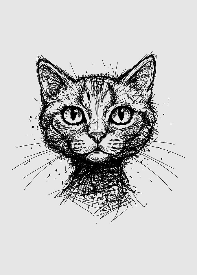 Sketch of a Cat's Face