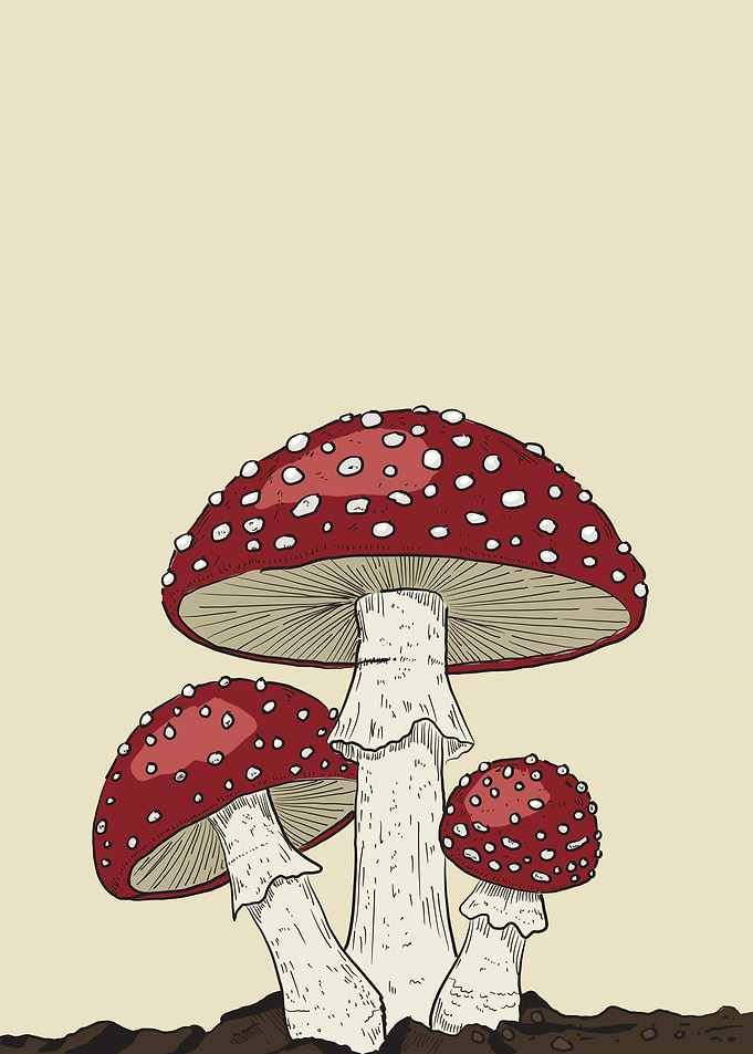 Amanita Muscaria Mushrooms